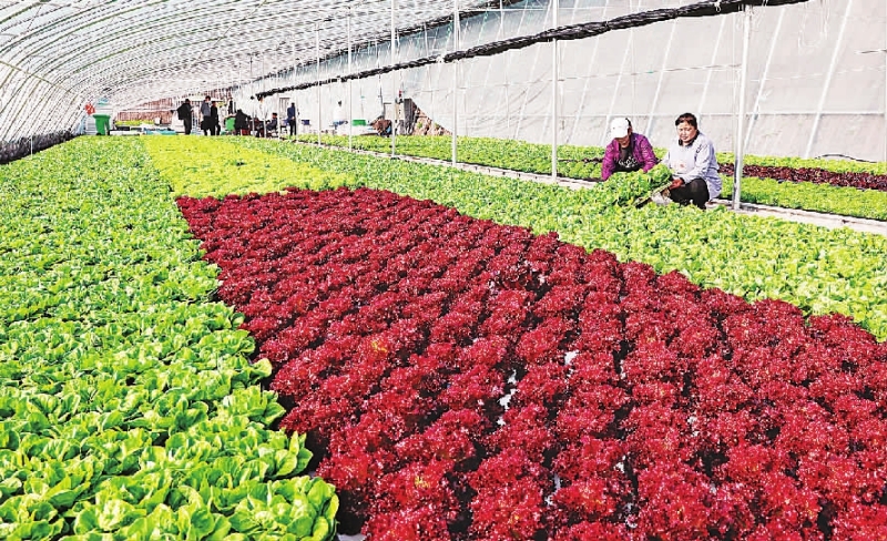 赣州富硒蔬菜基地