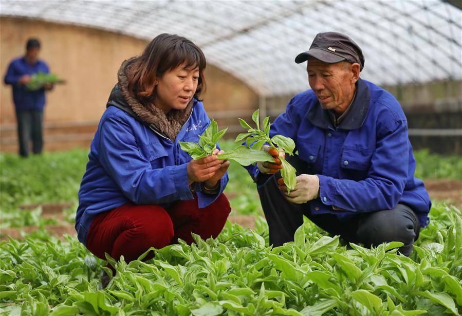 谭头富硒蔬菜基地