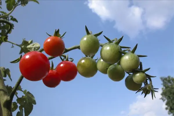 富硒含量高的蔬菜