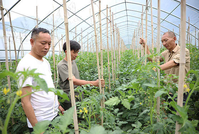 富硒蔬菜种植基地