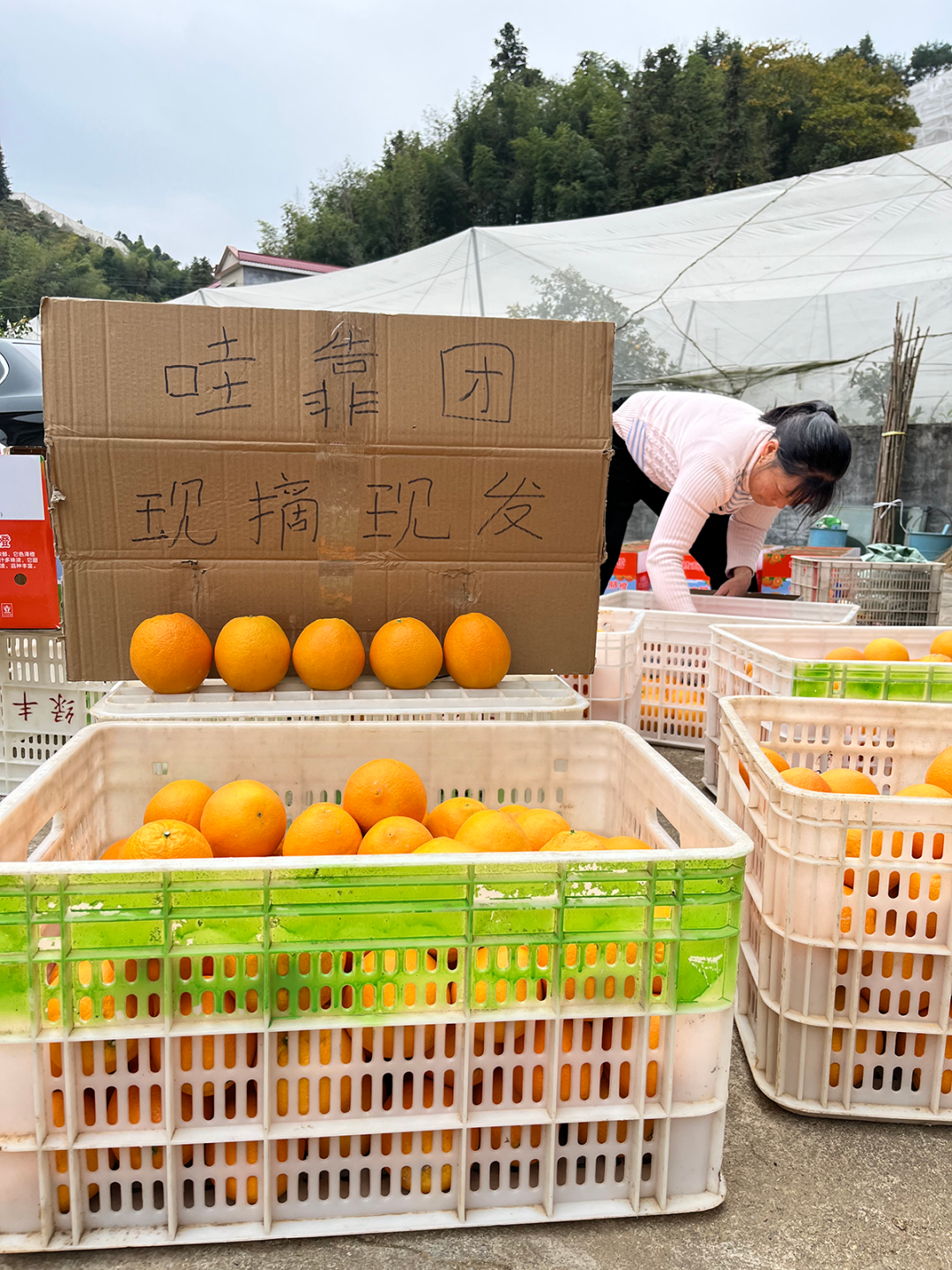 富硒蔬菜保鲜期长