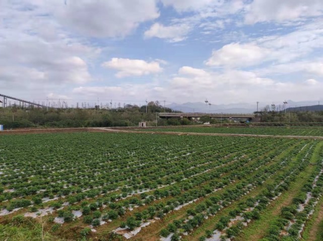 富硒蔬菜种植基地