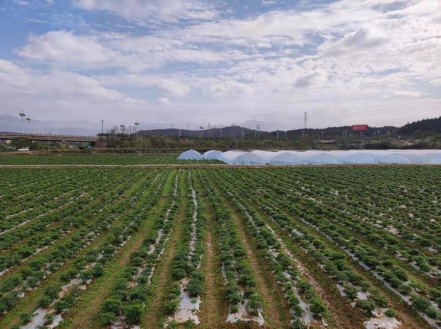 富硒蔬菜种植基地