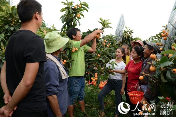 富硒水果种植政策