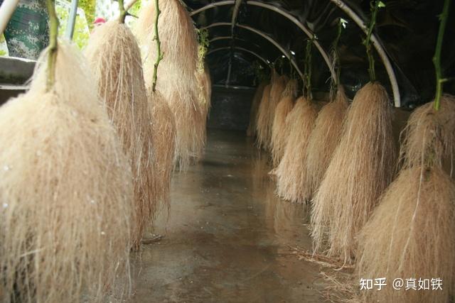 富硒水果种植技术