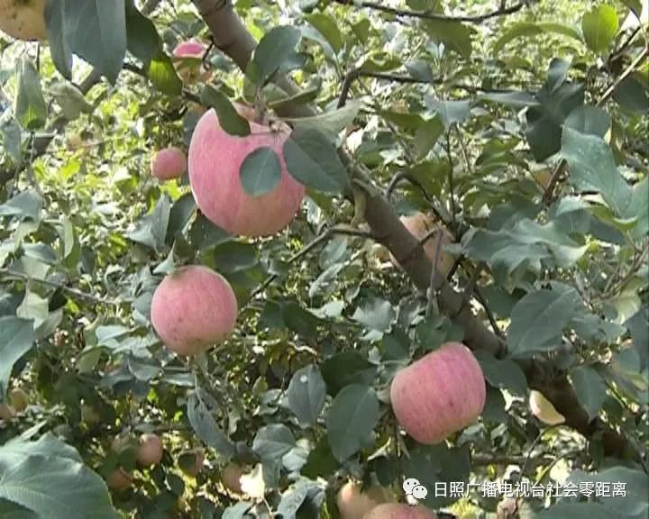 富硒水果怎样种植