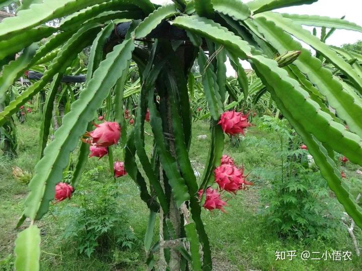 富硒水果种植技术