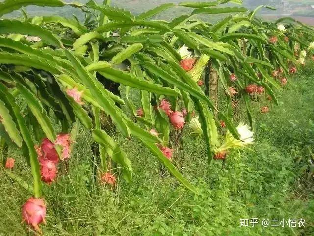 富硒水果种植技术