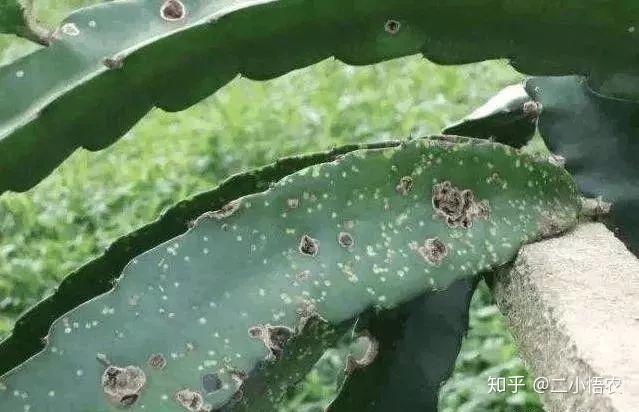 富硒水果种植技术