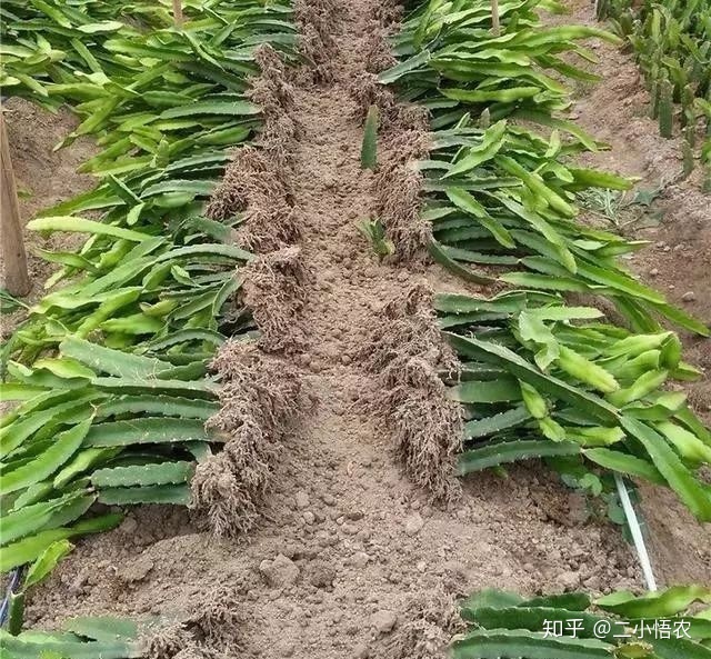 富硒水果种植技术