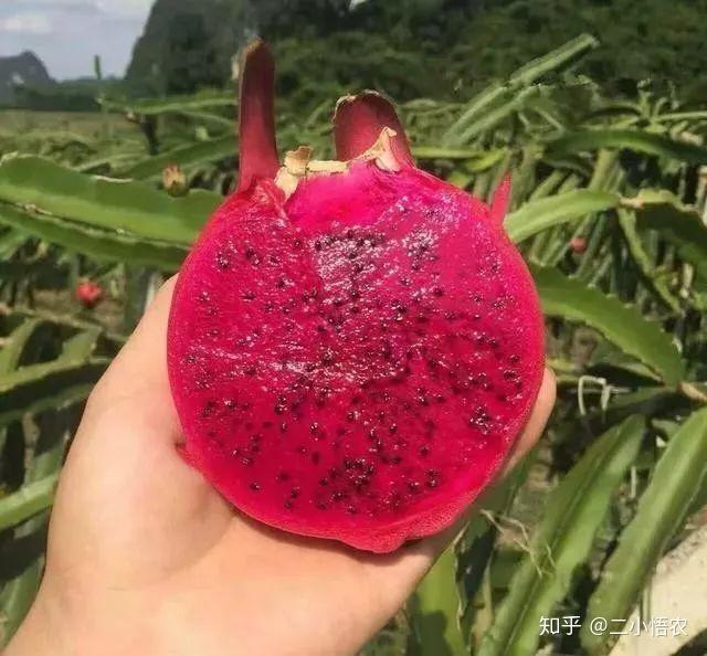 富硒水果种植技术