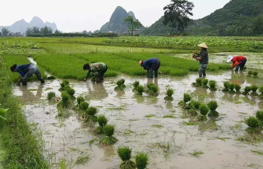 桂林富硒水果美食