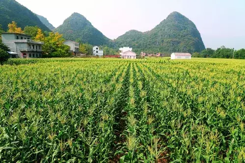 桂林富硒水果美食