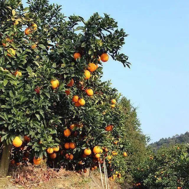 于都富硒水果简介