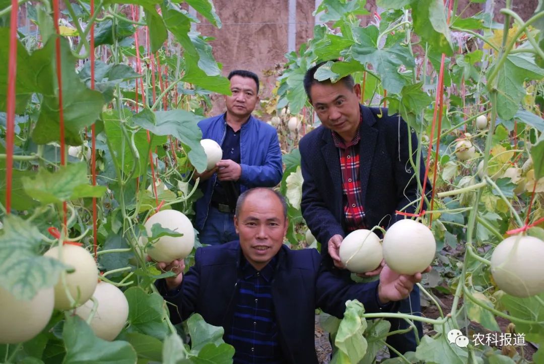 凉山富硒水果种植