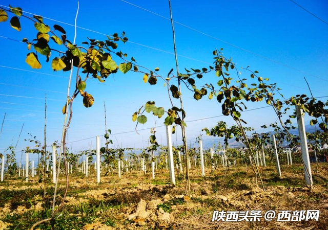 江苏富硒水果销售