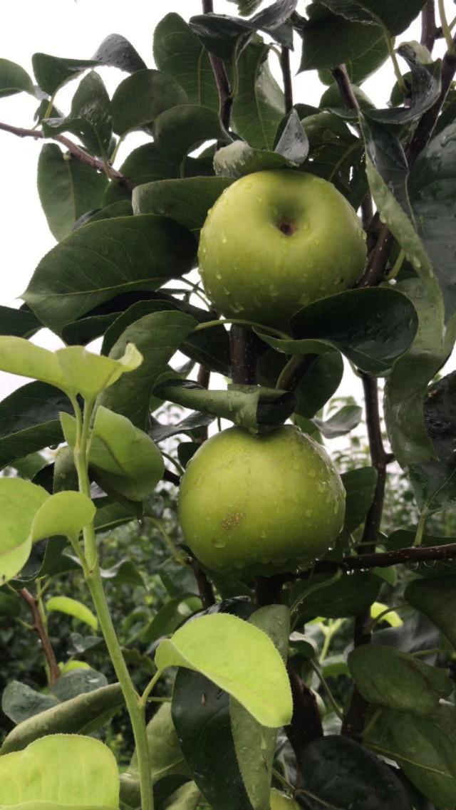 江苏富硒水果采摘