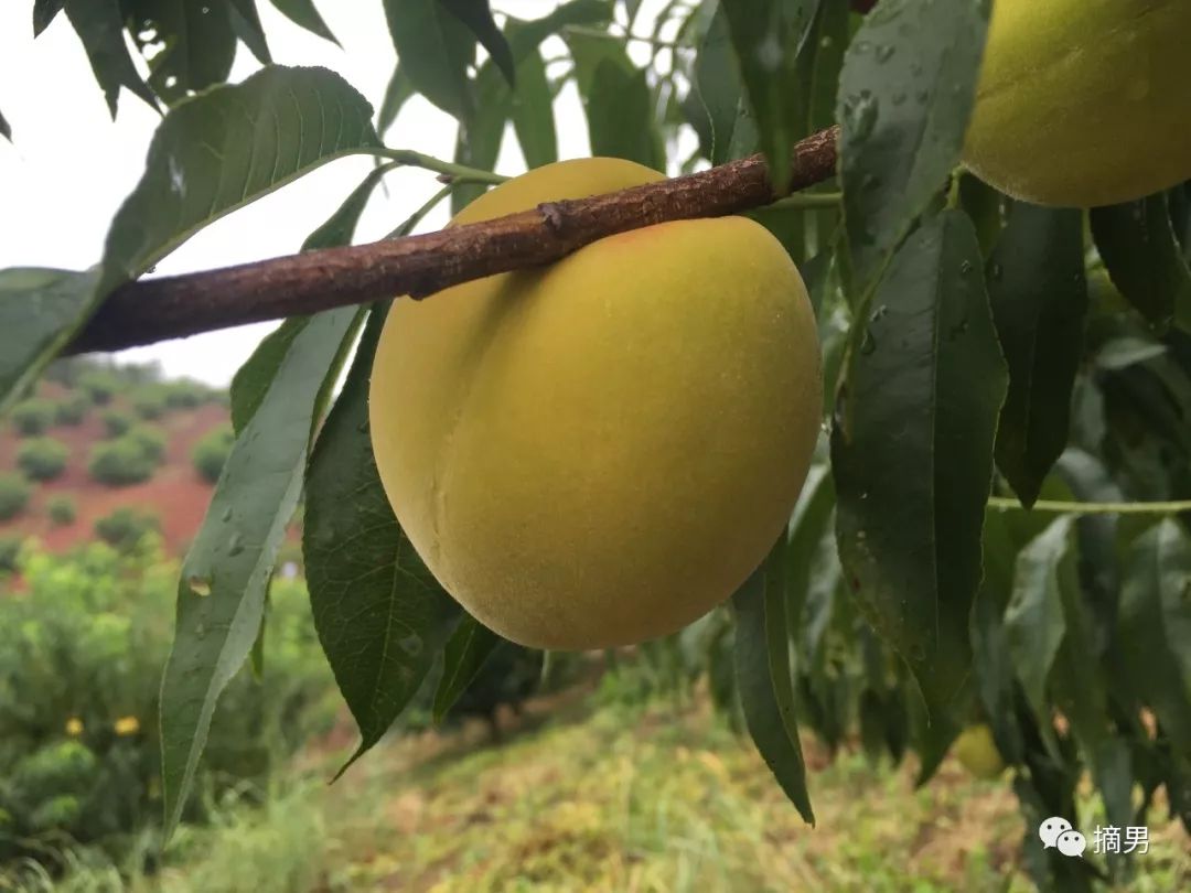 如何栽植富硒水果