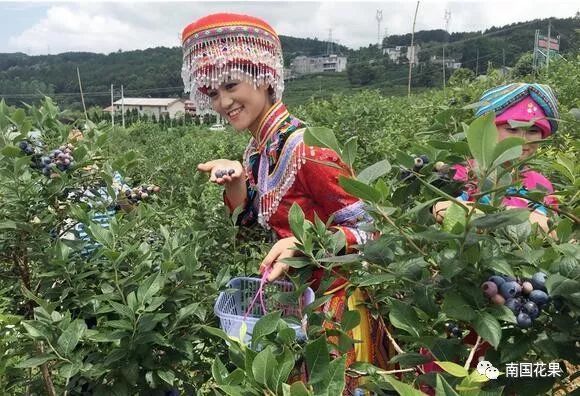 如何栽植富硒水果