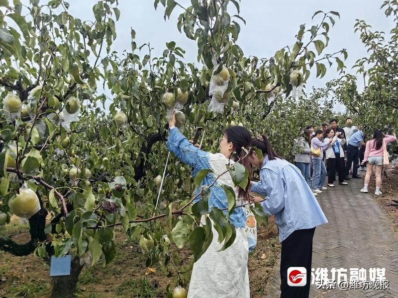 潍坊富硒水果供应