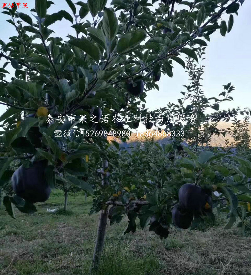 富硒苹果树苗规格型号、十堰富硒苹果树苗