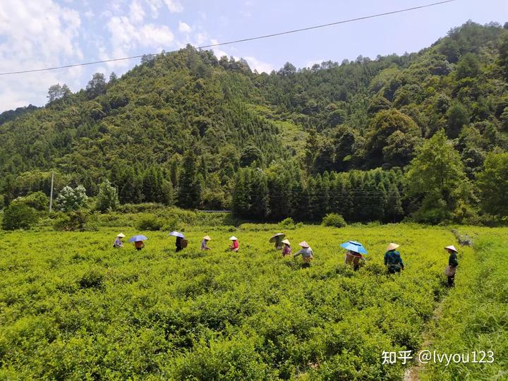 野生湖北富硒藤茶