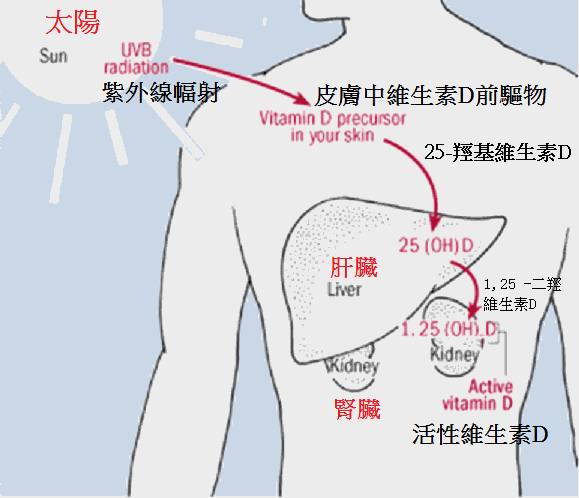 维生素d是补钙的吗