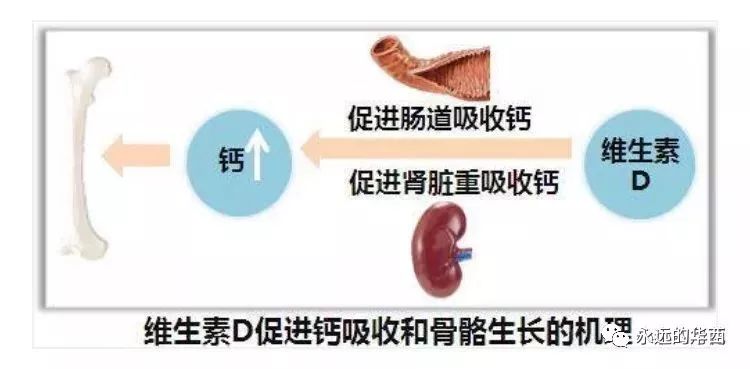 维生素d是补钙的吗