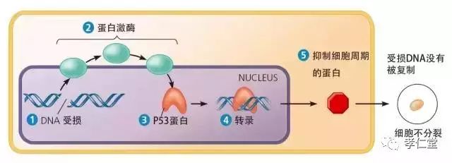 硒产品能不能抗癌