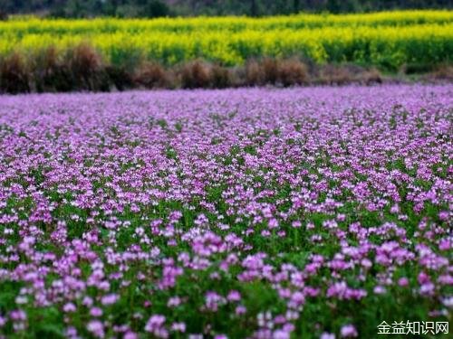 老年补钙哪种钙片好