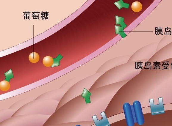 组成细胞的微量元素