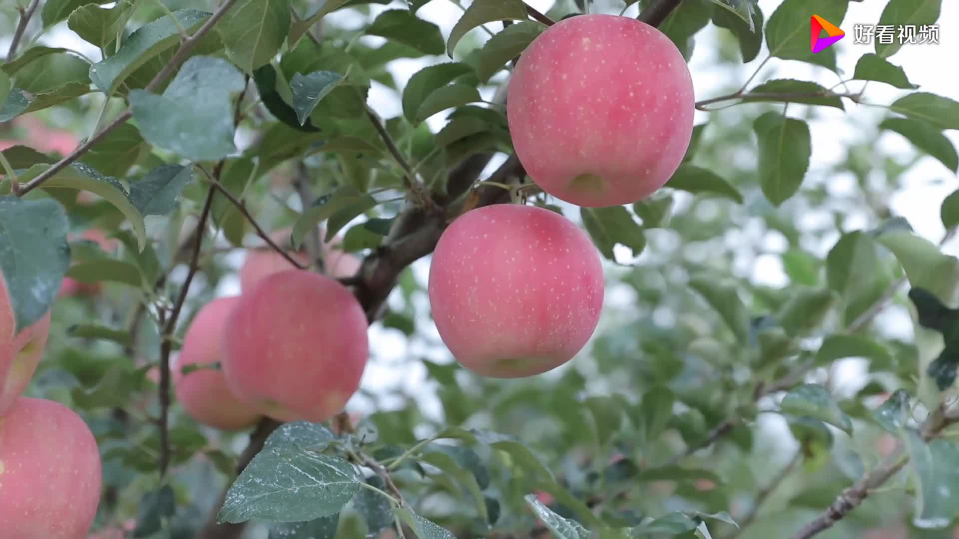 苹果微量元素