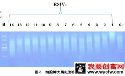 水产品对硒的吸收