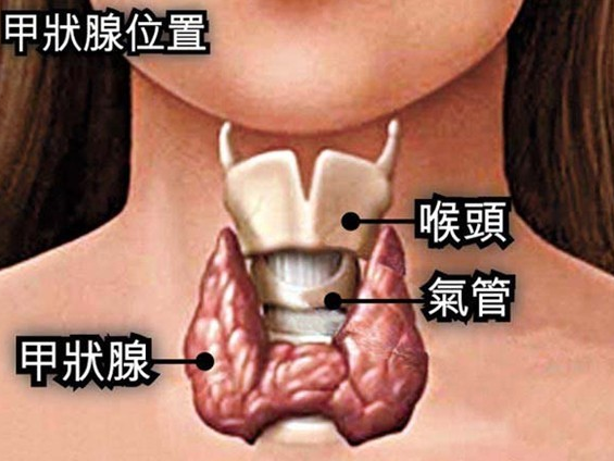 甲亢能吃硒维康吗