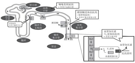 肝腹水吃硒维康吗