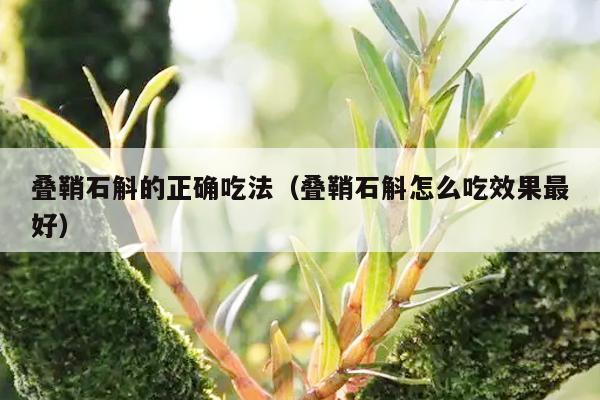 叠鞘石斛的正确吃法（叠鞘石斛怎么吃效果最好）-第1张图片-石斛站