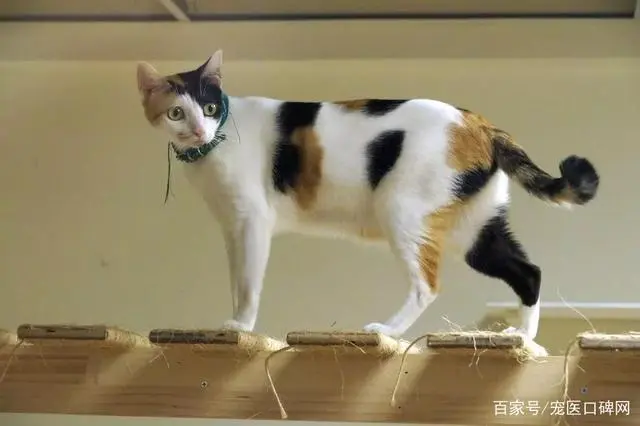 猫 补钙