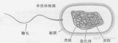 复合蛋白锌硒宝片