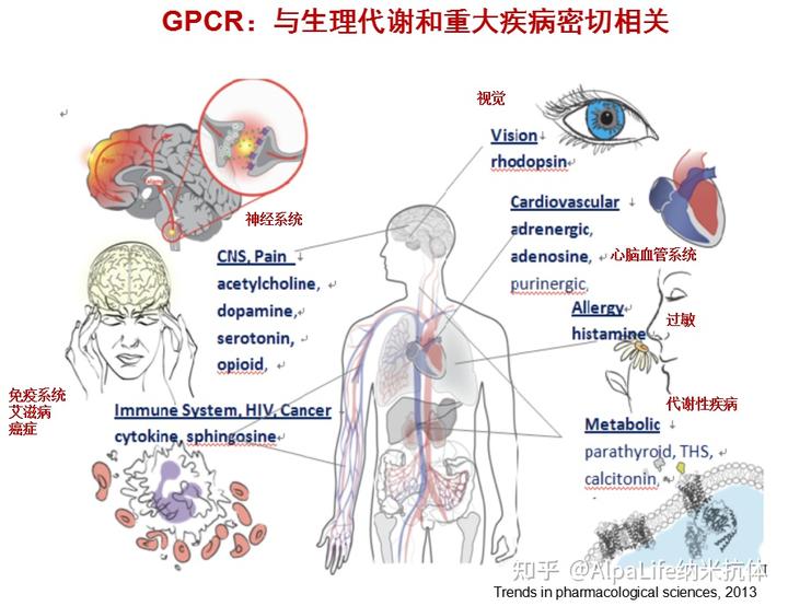 复合蛋白锌硒宝片