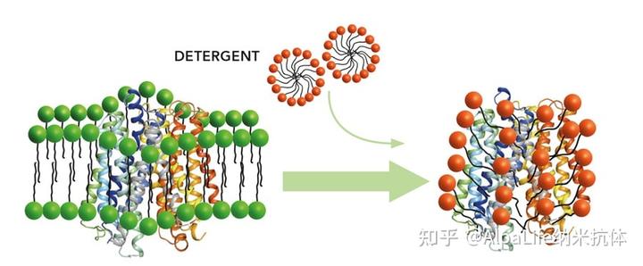 复合蛋白锌硒宝片