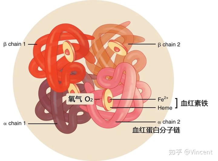 补铁补血