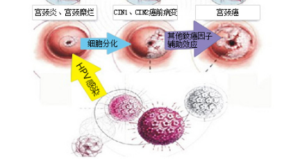 hpv有机锌硒宝