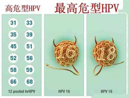 hpv有机锌硒宝