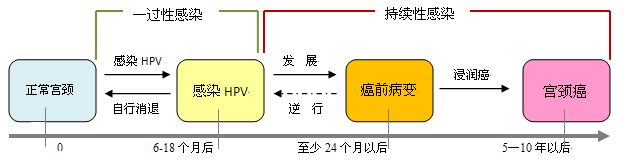 hpv有机锌硒宝