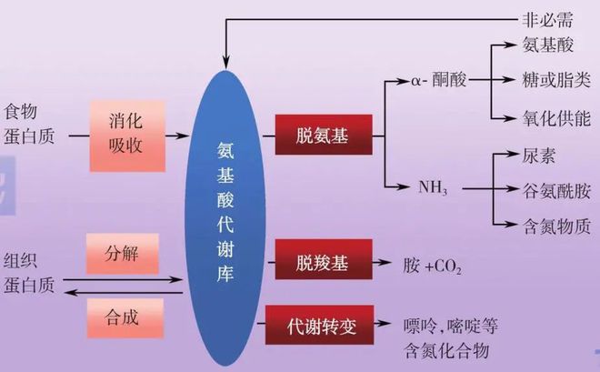 蛋白锌硒宝哪个好