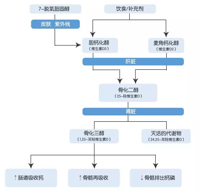 补钙要吃维生素d吗