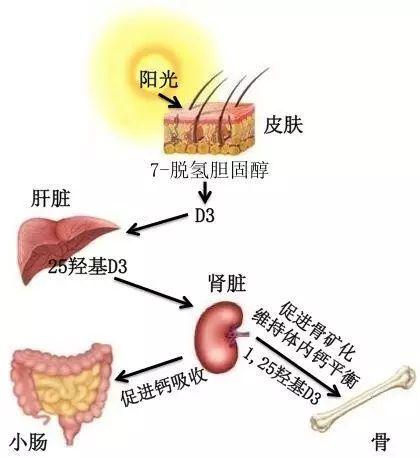 补钙晒太阳