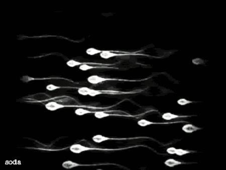 锌硒宝对精子影响