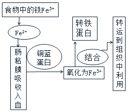 补铁最好的食物是什么