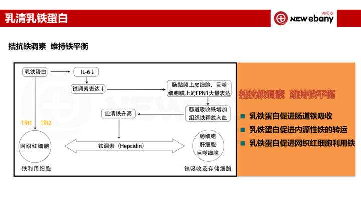 乳铁蛋白能补铁吗